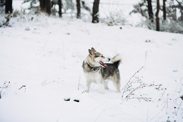 dog in winter forest
