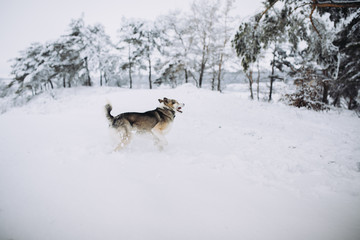 Fototapeta na wymiar dog in winter forest