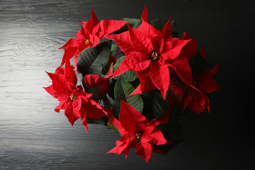 Poinsettia (traditional Christmas flower) on wooden table, top view