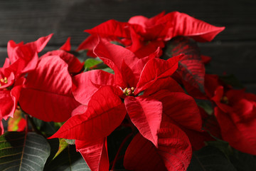 Poinsettia (traditional Christmas flower) against wooden background, closeup