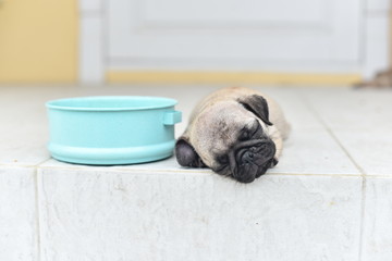 Cute puppy Pug sleeping in front of house after eat feed
