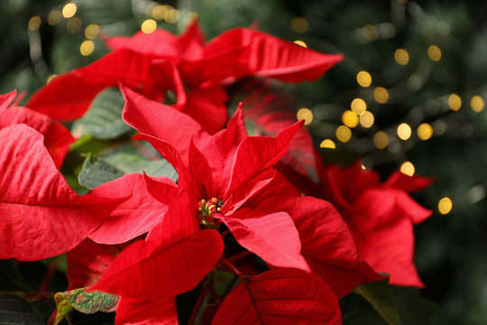 Beautiful poinsettia on blurred background. Traditional Christmas flower