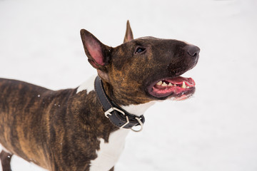 Brown bull terrier walking on the snow in park. Playful purebred dog