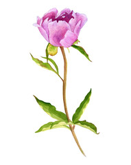 watercolor drawing pink peony flower