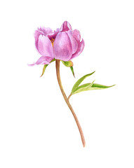 watercolor drawing pink peony flower