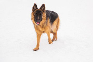 Beautiful brown shepherd walking on the snow in a park