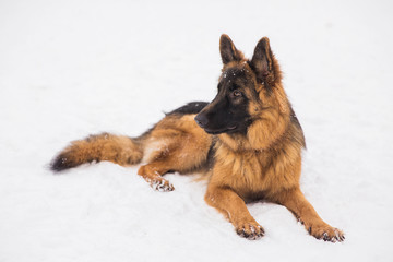 Beautiful brown shepherd lying on the snow in a park