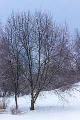 Fototapeta na wymiar Winter tree against blue sky