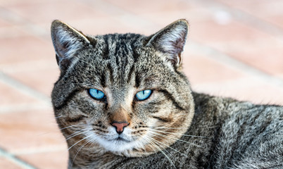 Gatto tigrato con occhi azzurri, primo piano del musetto