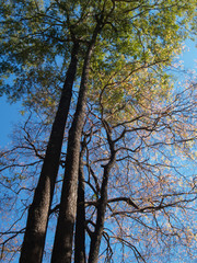 Large trees and sprawling green leaves on a background of blue sky and bright sunshine during the day. for nature background