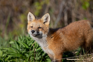 Naklejka na ściany i meble Curious fox kit