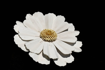 Large white artificial daisy on a black background