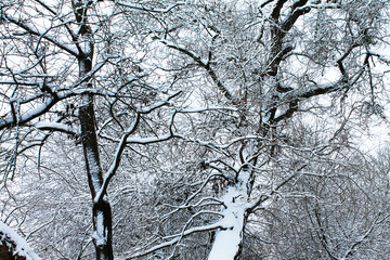Winter. Christmas and New Year. Beautiful treetops covered with snow. Winter landscape