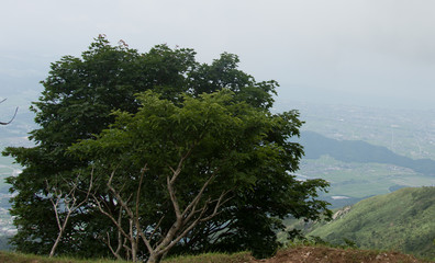 Fototapeta na wymiar Big tree in the mountain