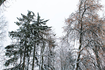 Winter. Christmas and New Year. Beautiful tree crowns powdered with snow. Winter landscape