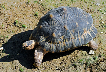 Radiated tortoise. Latin name - Astrochelys radiata