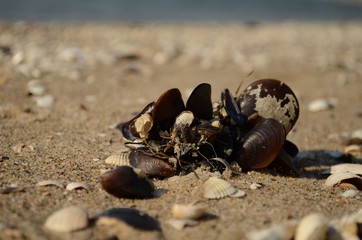 mussels on the sandy seashore