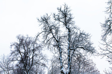 Winter. Christmas and New Year. Frozen and snowy treetops. Winter landscape