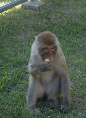 The monkey which eats a peanut