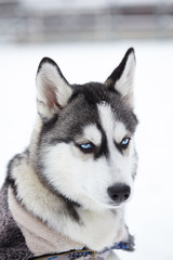 Siberian husky dog closeup portrait.Puppy.Emotion of dog.Looking serious