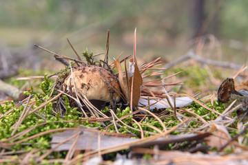 Autumn mushrooms