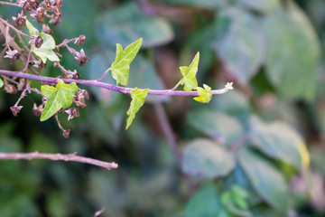 Colorful autumn leaves