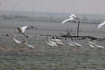  Birds of dongting lake