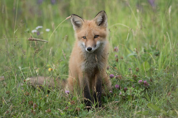 red fox kit in wild