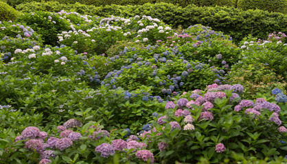 Colorful hydrangea in full bloom  © KAITO SHOGAKI