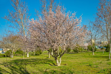 Fototapeta na wymiar Весна