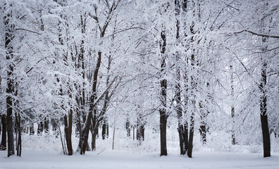 white wood covered with frost frosty landscape