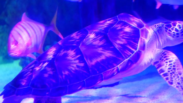 Beautiful Green turtle in the aquarium on decoration  of aquatic plants background. A colorful  fish in fish tank.