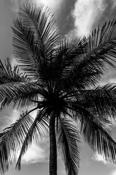 Caribbean palm in black and white