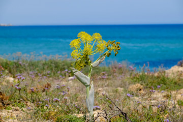 fenouil sauvage en Sicile
