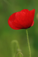 poppy on green background