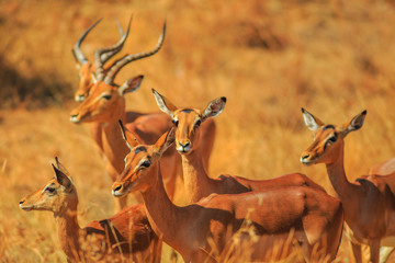 Side view of Impala group, Aepyceros Melampus, standing in Madikwe Game Reserve during game drive...