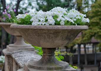 White flowers in an old stone vase.