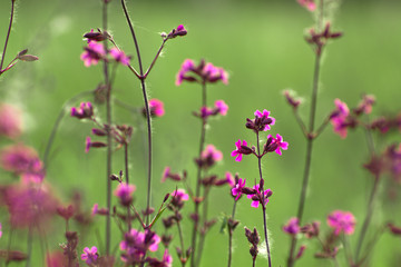 Obraz na płótnie Canvas Violet spring field flowers close up