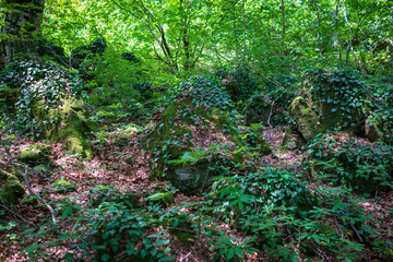 Glade in the tropical forest, covered with bumps and stones, densely overgrown with moss and grass