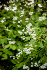 White flower of Andaman satinwood, Chanese box tree, Cosmetic bark tree, Orange jasmine, Orange jessamine, Satin wood Murraya paniculata Jack in the flower garden.Beautiful blooming jasmine branch
