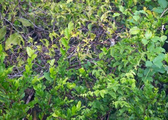 Asian Brown Flycatcher (Muscicapa dauurica)