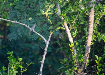 Asian Brown Flycatcher (Muscicapa dauurica)