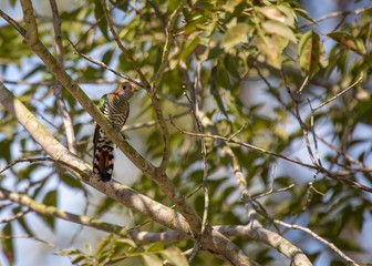 Asian Emerald Cuckoo (Chrysococcyx maculatus)