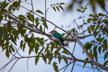 Asian Emerald Cuckoo (Chrysococcyx maculatus)