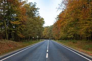road in autumn