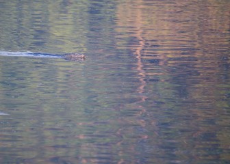 Asian water monitor (Varanus salvator)