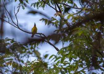 Black-Crested bulbul (Pycnonotus flaviventris)
