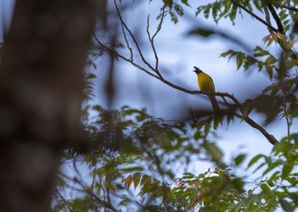 Black-Crested bulbul (Pycnonotus flaviventris)