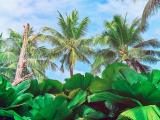 Beautiful background of three palm trees and leaves of tropical plants against a blue sky