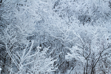 snow covered trees